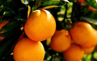 Floryda pomarańcze