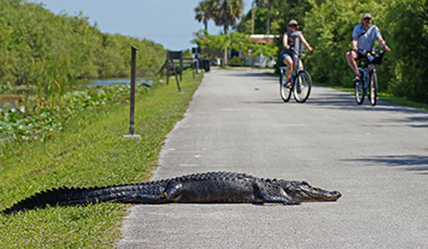 Everglades aligator