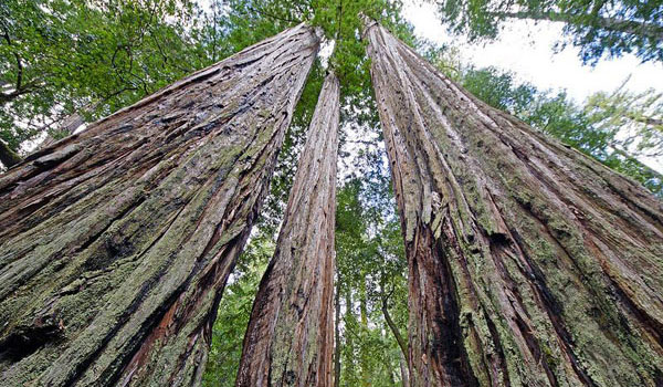 Big Basin Park