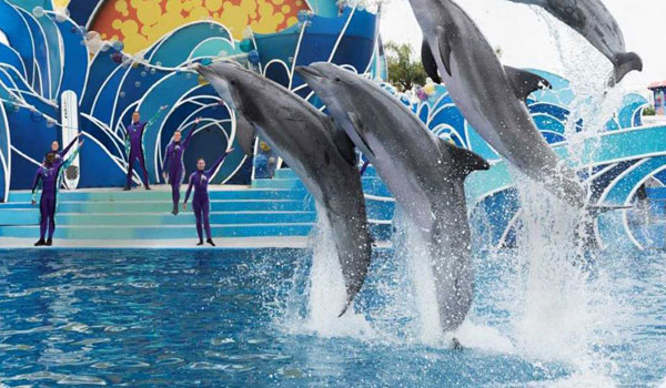 Delfiny w SeaWorld San Diego