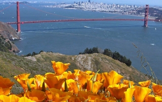 Zoty Mak Kalifornia