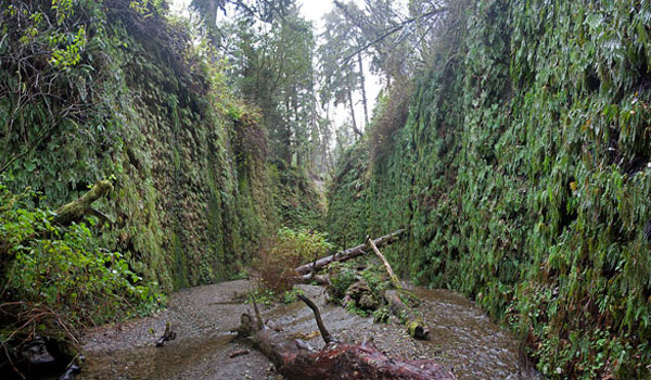 Fern Canyon