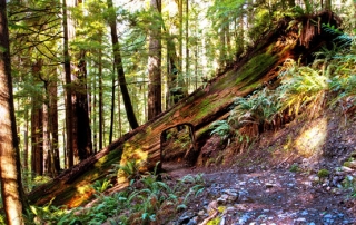 Tall Trees Grove