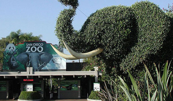 Zoo w San Diego