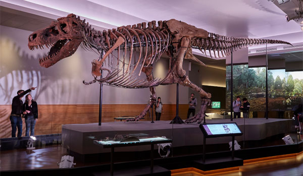 T Rex Fields Museum