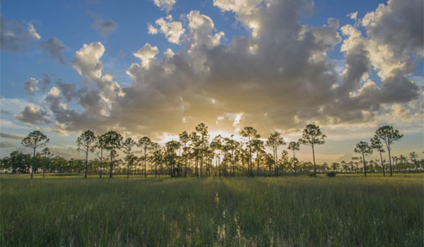 Rezerwat Big Cypress