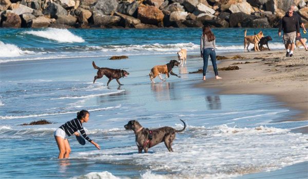 plaża dla psów Kalifornia