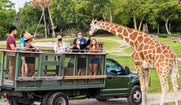 safari w Busch Gardens