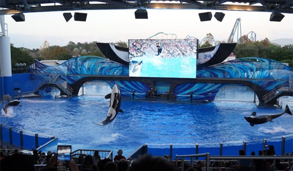 pokaz orek Sea World Orlando