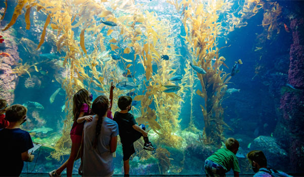 Birch Aquarium