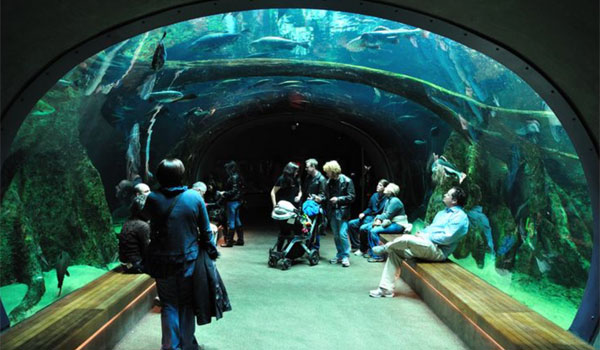 Steinhart Aquarium