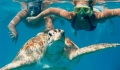 Turtle Canyon Oahu – snorkeling z żółwiami na Hawajach