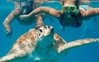 snorkeling z żółwiami na Oahu
