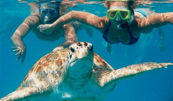 snorkeling z żółwiami na Oahu