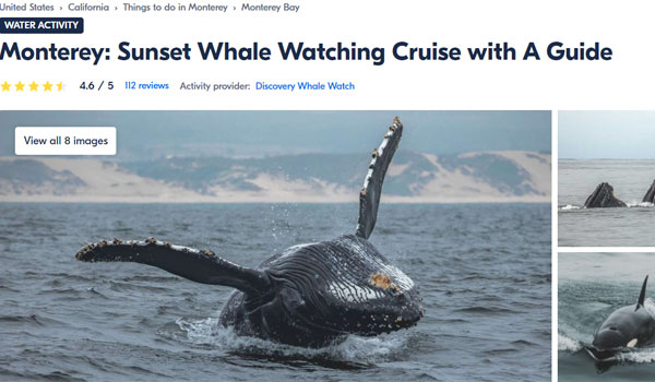 Obserwacja wielorybów Monterey