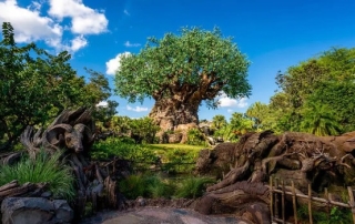 Animal Kingdom tree